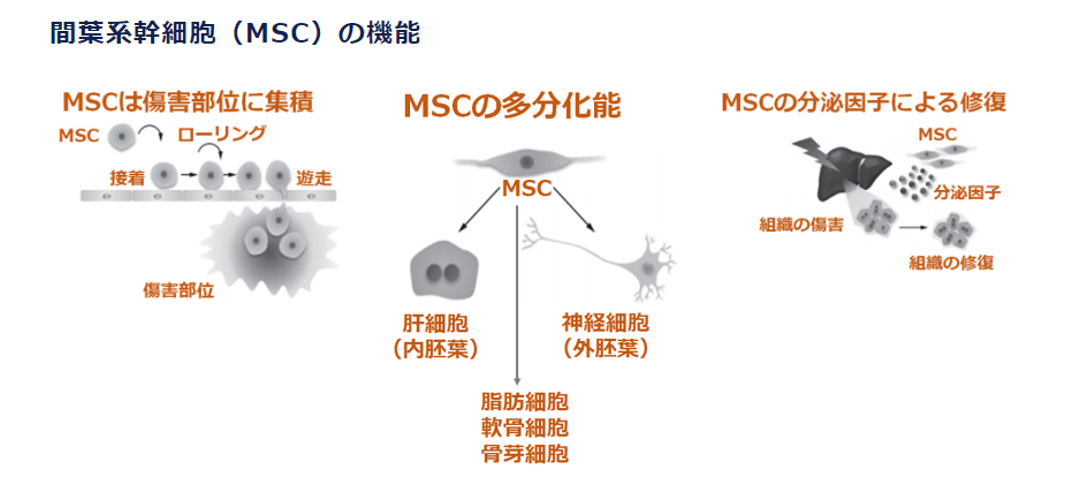 間葉系幹細胞(MSC)の機能